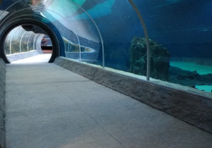 Tunel pod basenem w orientarium